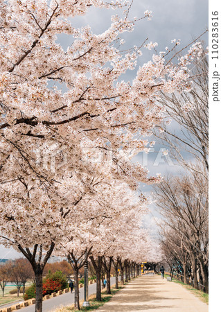 Dongchon riverside park with cherry blossoms in Daegu, Korea Dongchon riverside park with cherry blossoms in Daegu, Korea 110283616