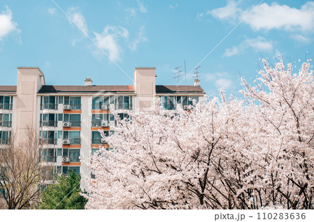 Apartment building and cherry blossoms at Dongchon Sunrise Park in Daegu, Korea Apartment building and cherry blossoms at Dongchon Sunrise Park in Daegu, Korea 110283636