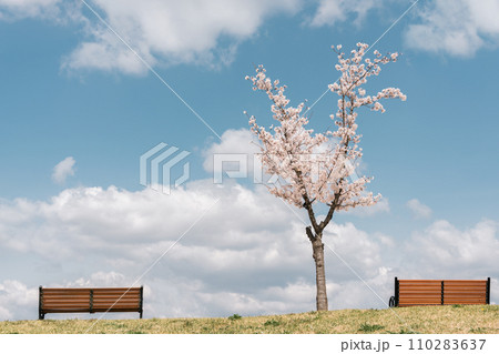 Cherry blossom and bench at Dongchon Sunrise Park in Daegu, Korea Cherry blossom and bench at Dongchon Sunrise Park in Daegu, Korea 110283637