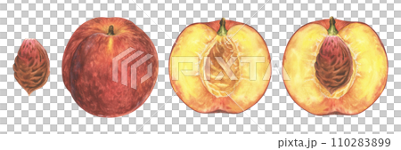 Nectarine Fruit set. Watercolor illustration of Peach whole and half. Hand drawn clip art on isolated white background. Painting of healthy sweet food. Plant botanical drawing Nectarine Fruit set. Watercolor illustration of Peach whole and half. Hand drawn clip art on isolated white background. Painting of healthy sweet food. Plant botanical drawing 110283899