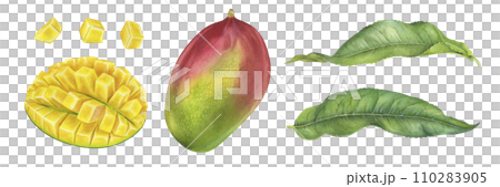 Mango set. Watercolor botanical illustration. Hand drawn clip art on isolated white background. Tropical exotic Fruit painting. Drawing of sweet summer food and green leaves Mango set. Watercolor botanical illustration. Hand drawn clip art on isolated white background. Tropical exotic Fruit painting. Drawing of sweet summer food and green leaves 110283905