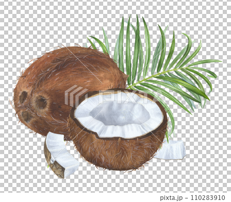 Coconut with palm leaf. Watercolor botanical illustration. Hand drawn clip art on isolated white background. Pulp of exotic Fruit. Sweet food and tropical branch drawing Coconut with palm leaf. Watercolor botanical illustration. Hand drawn clip art on isolated white background. Pulp of exotic Fruit. Sweet food and tropical branch drawing 110283910