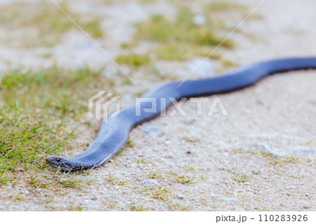 Highlands Copperhead Snake 110283926