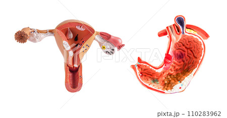 Uterus and stomach model isolated on white background, doctor holding anatomy model for study diagnosis and treatment in hospital. Uterus and stomach model isolated on white background, doctor holding anatomy model for study diagnosis and treatment in hospital. 110283962