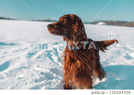 Active Irish Setter dog during the snowy walking, having fun in winter park during beautiful sunny winter day. Active Irish Setter dog during the snowy walking, having fun in winter park during beautiful sunny winter day. 110284356