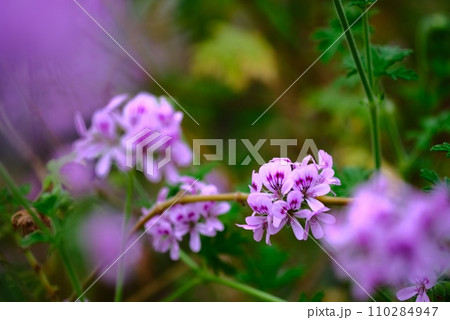 可憐な花 110284947