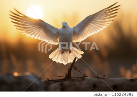 White dove flying in beautiful sunset light 110284993