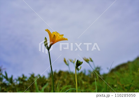 和賀岳のニッコウキスゲ 110285050