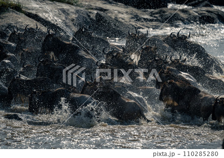 Blue wildebeest splash across river past rocks Blue wildebeest splash across river past rocks 110285280