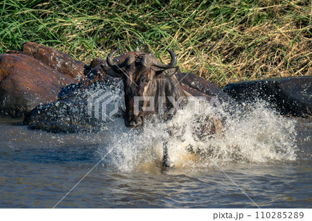 Blue wildebeest splashes through river in sunshine 110285289