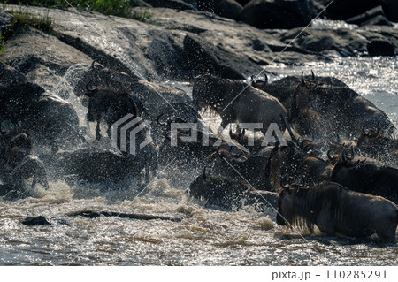 Blue wildebeest splashing across river past rocks Blue wildebeest splashing across river past rocks 110285291