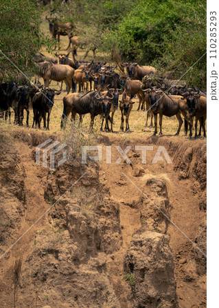 Blue wildebeest stand by gully on riverbank Blue wildebeest stand by gully on riverbank 110285293