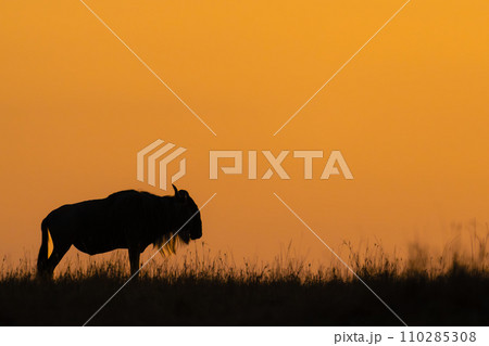 Blue wildebeest standing on horizon at dawn 110285308