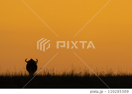 Blue wildebeest stands at dawn on horizon Blue wildebeest stands at dawn on horizon 110285309