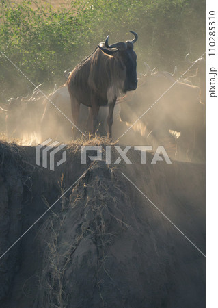 Blue wildebeest stands at top of cliff Blue wildebeest stands at top of cliff 110285310