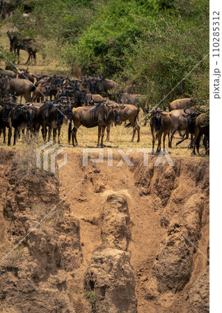 Blue wildebeest stands by steep sandy gully Blue wildebeest stands by steep sandy gully 110285312