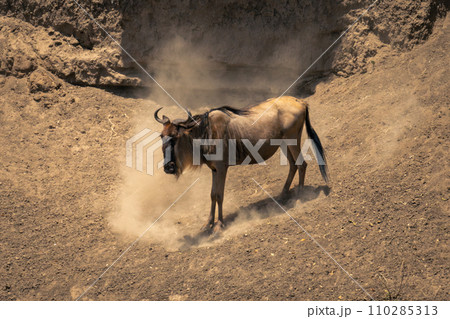 Blue wildebeest stands in dustcloud on riverbank 110285313
