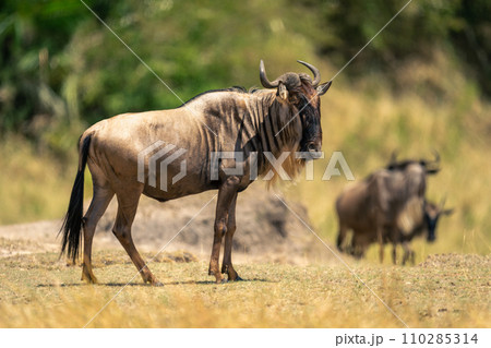 Blue wildebeest stands in profile near others Blue wildebeest stands in profile near others 110285314