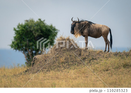 Blue wildebeest stands on mound in sunshine Blue wildebeest stands on mound in sunshine 110285323