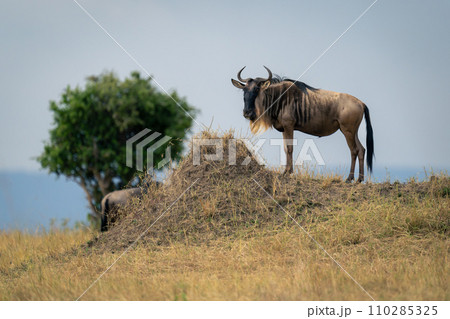 Blue wildebeest stands on mound near tree Blue wildebeest stands on mound near tree 110285325