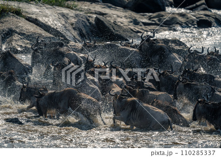 Blue wildebeest struggle across river past rocks 110285337