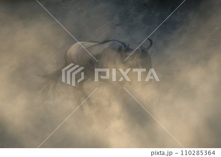 Blue wildebeest walks along riverbank in dust 110285364