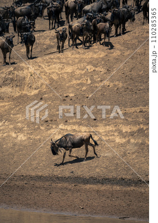 Blue wildebeest walks along riverbank near herd 110285365