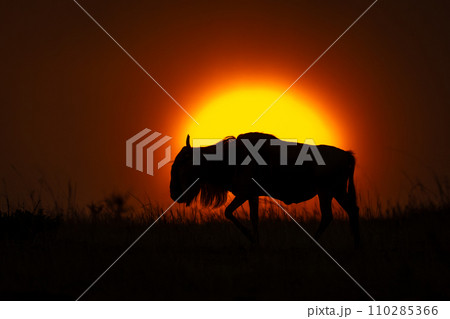 Blue wildebeest walks at sunset in silhouette Blue wildebeest walks at sunset in silhouette 110285366