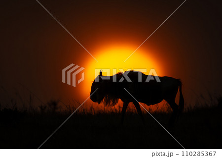 Blue wildebeest walks at sunset on horizon Blue wildebeest walks at sunset on horizon 110285367