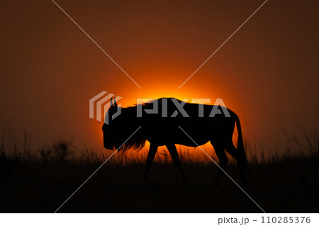 Blue wildebeest walks on horizon in silhouette Blue wildebeest walks on horizon in silhouette 110285376