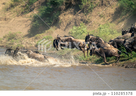 Blue wildebeests jump into river following others Blue wildebeests jump into river following others 110285378