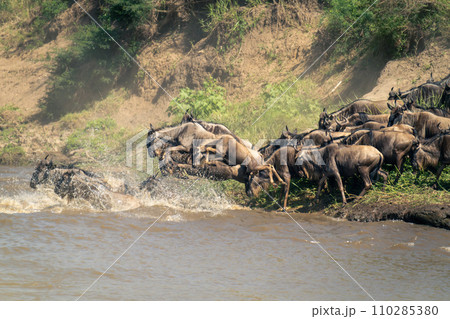 Blue wildebeests jump into river from bank Blue wildebeests jump into river from bank 110285380