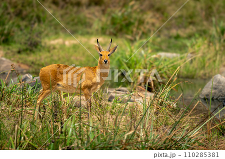 Bohor reedbuck stands by river watching camera Bohor reedbuck stands by river watching camera 110285381