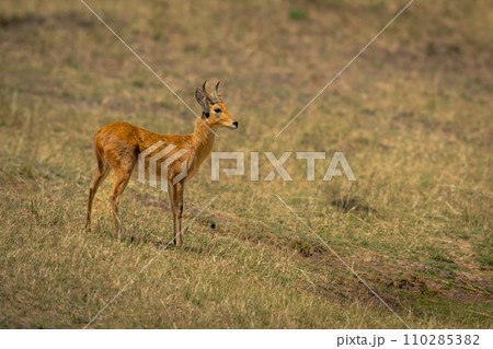 Bohor reedbuck stands on slope in profile Bohor reedbuck stands on slope in profile 110285382