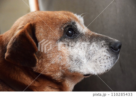 Happy puppy dog smiling on isolated background. 110285433