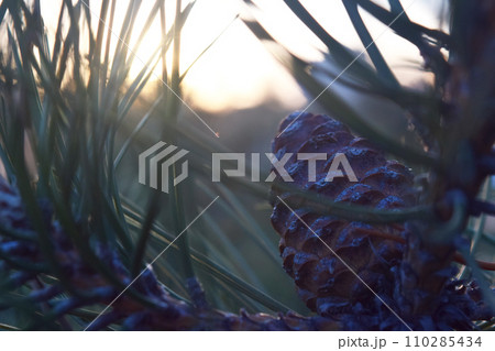 overhead view on spuce and thuja branches with cones, Christmas 110285434
