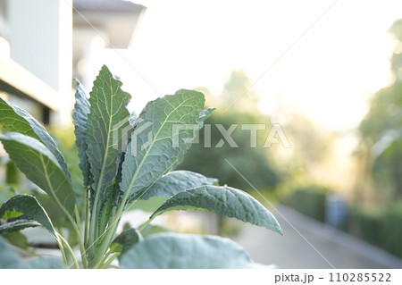 Kale in a pot on the balcony 110285522
