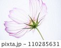 ピンクコスモス 110285631