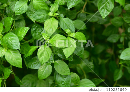 グリーン 緑の葉 背景素材 エコロジー ボタニカル グリーン 緑の葉 背景素材 エコロジー ボタニカル 110285840