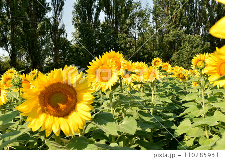 Field of blooming sunflowers under a blue sky. Field of blooming sunflowers under a blue sky. 110285931