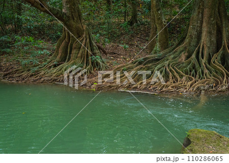 Banyan trees with bizarre roots by river in Chet Sao Noi National Park, Thailand. 110286065