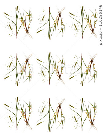 Collage of photographs depicting field grass. Collage of photographs depicting field grass. 110286146