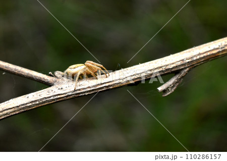 A jumping spider sits on a branch. 110286157
