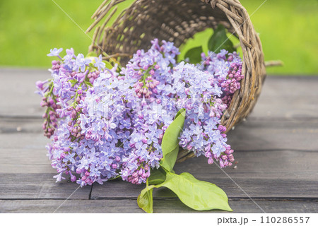Bunch of purple lilac in the old wicker basket on a wooden table 110286557