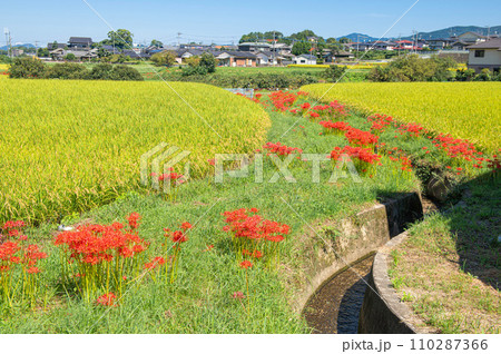 大野城牛頸の田園地帯に咲くヒガンバナ 大野城牛頸の田園地帯に咲くヒガンバナ 110287366