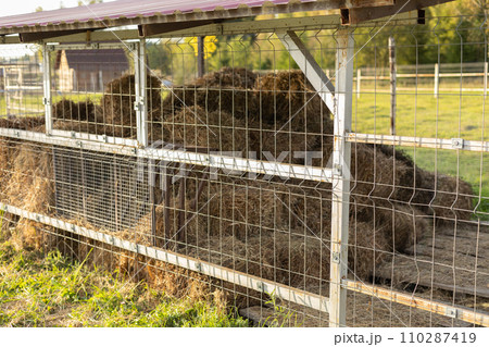 Bales of hay are stacked under a canopy on pallets. The hay stacks are stored under the roof to protect it from rain and snow. Hay is stored for the winter for the livestock on the farm. 110287419
