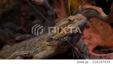 Bearded agama dragon lizard close-up sits on stones in a terrarium. Close-up of the beautiful face of a bearded dragon lizard resting calmly in a terrarium. Dragon lizard concept. Bearded agama dragon lizard close-up sits on stones in a terrarium. Close-up of the beautiful face of a bearded dragon lizard resting calmly in a terrarium. Dragon lizard concept. 110287439