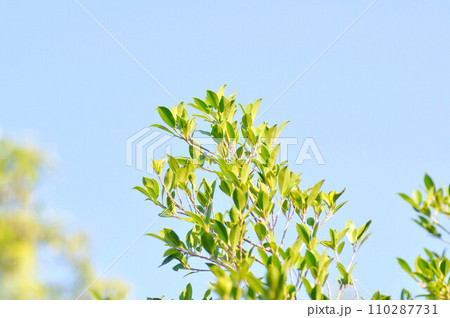 banyan tree or Ficus annulata or ficus bengalensis plant and sky banyan tree or Ficus annulata or ficus bengalensis plant and sky 110287731