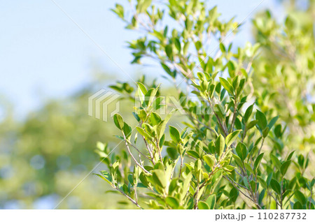 banyan tree or Ficus annulata or ficus bengalensis plant and sky 110287732