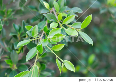 banyan tree or Ficus annulata or ficus bengalensis banyan tree or Ficus annulata or ficus bengalensis 110287736